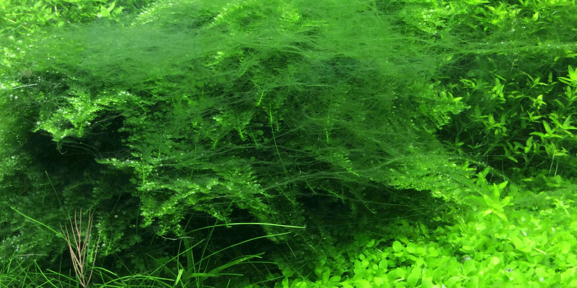 zelena koncasta alga u akvarijumu